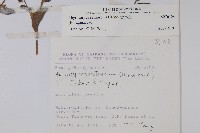 盾果草藏品圖，第2張