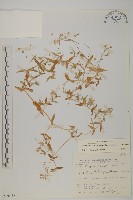 疏花繁縷藏品圖，第1張