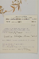 疏花繁縷藏品圖，第2張