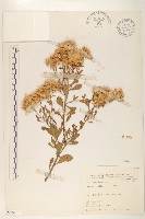 鯽魚膽、闊苞菊藏品圖，第1張