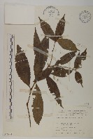 草珊瑚、紅果金粟蘭藏品圖，第1張