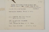 草珊瑚、紅果金粟蘭藏品圖，第2張