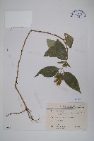 直立半插花藏品圖，第1張