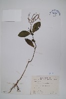 針刺草藏品圖，第1張