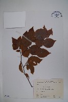 草野氏冬青藏品圖，第1張