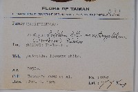 狹葉莢迷藏品圖，第2張