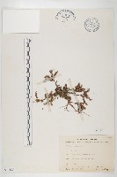 登錄號:S076198藏品圖，第1張