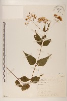 登錄號:S076199藏品圖，第1張