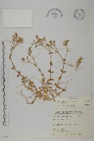 球序卷耳藏品圖，第1張