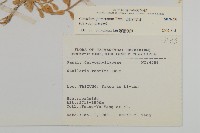 球序卷耳藏品圖，第2張