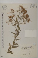 臺灣馬蘭藏品圖，第1張