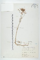倒吊蓮、匙葉燈籠草藏品圖，第1張