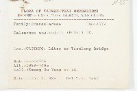 倒吊蓮、匙葉燈籠草藏品圖，第2張