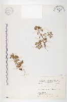 紅子佛甲草藏品圖，第1張