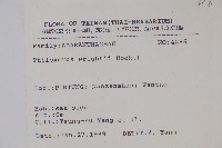 安旱草藏品圖，第2張