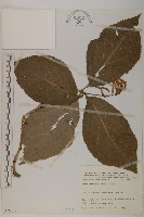 臺灣及己藏品圖，第1張