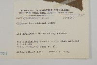 臺灣及己藏品圖，第2張