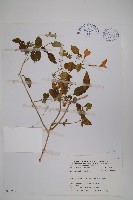 長花九頭獅子草、山藍藏品圖，第1張