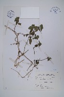 賽山藍藏品圖，第1張