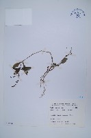 針刺草藏品圖，第1張