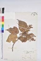 血桐藏品圖，第1張