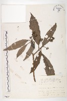 桃葉珊瑚藏品圖，第1張