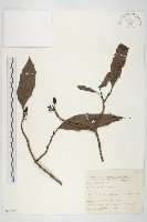 桃葉珊瑚藏品圖，第1張