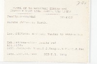 桃葉珊瑚藏品圖，第2張