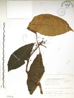 水冬瓜藏品圖，第1張