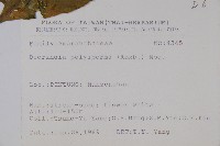 多子漿果莧藏品圖，第2張