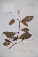 珊瑚樹藏品圖，第1張