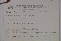 珊瑚樹藏品圖，第2張