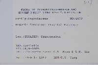 水鴨腳藏品圖，第2張