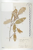 臺灣胡頹子藏品圖，第1張