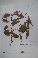 臺灣糊樗藏品圖，第1張