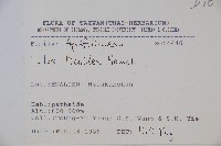 臺灣糊樗藏品圖，第2張