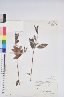 金毛杜鵑藏品圖，第1張