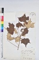 白匏子藏品圖，第1張