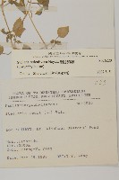 網脈繁縷藏品圖，第2張