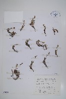 南湖附地草藏品圖，第1張