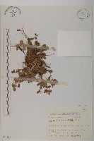 臺灣假黃鵪菜藏品圖，第1張