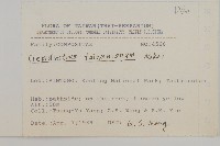 臺灣假黃鵪菜藏品圖，第2張