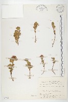 穗花八寶藏品圖，第1張