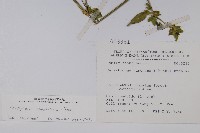 華九頭獅子草藏品圖，第2張