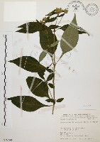 臺灣鱗球花藏品圖，第1張