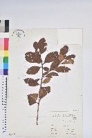 金毛杜鵑藏品圖，第1張