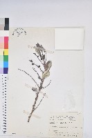 細葉饅頭果藏品圖，第1張