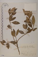 刺果衛矛藏品圖，第1張