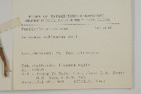 刺果衛矛藏品圖，第2張