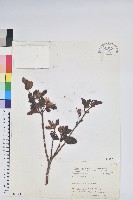 臺灣高山杜鵑藏品圖，第1張